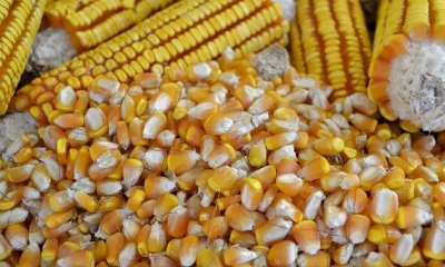 Secretaria de Agricultura faz doação de sementes de milho criolo