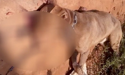 Idosa é atacada por cachorro enquanto entregava leite