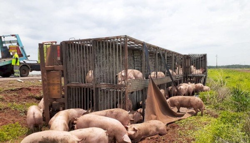 Caminhão que transportava porcos se envolve em acidente