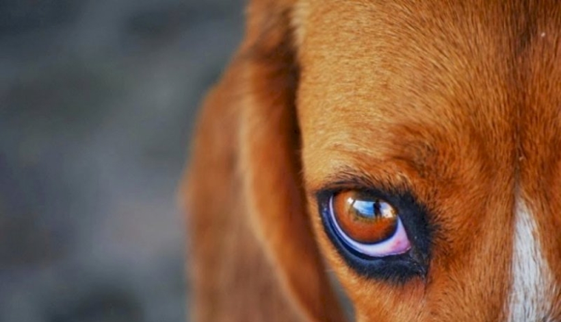 Marido chega em casa e flagra mulher transando com cachorro