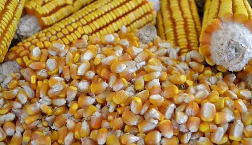 Secretaria de Agricultura faz doação de sementes de milho criolo