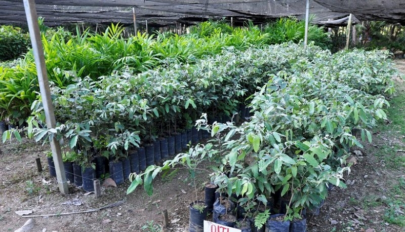 Secretaria de Agricultura irá revitalizar Viveiro Municipal e faz doação de mudas