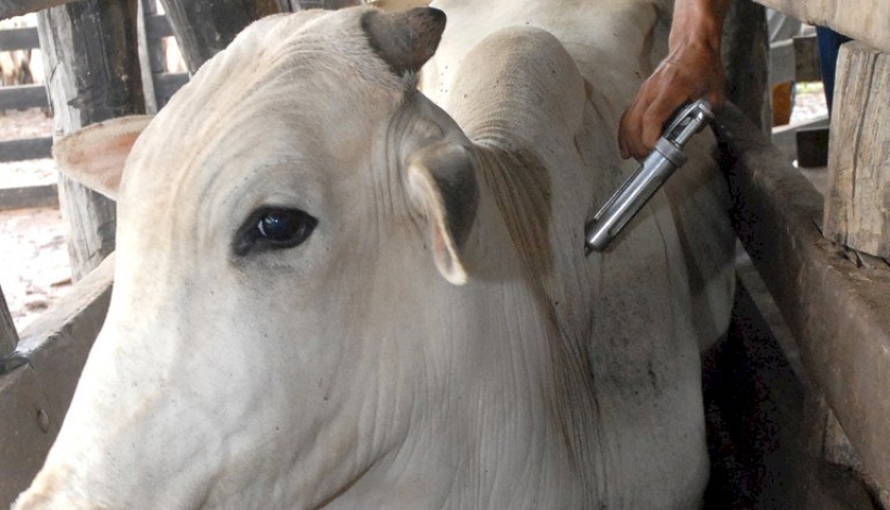 Vacinação contra a febre aftosa atinge 99,8% do rebanho de MT