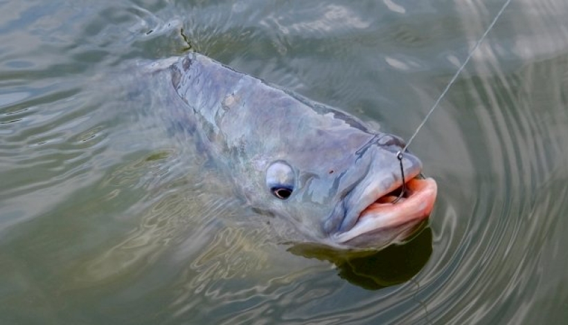 Piracema termina neste domingo em todo o Mato Grosso