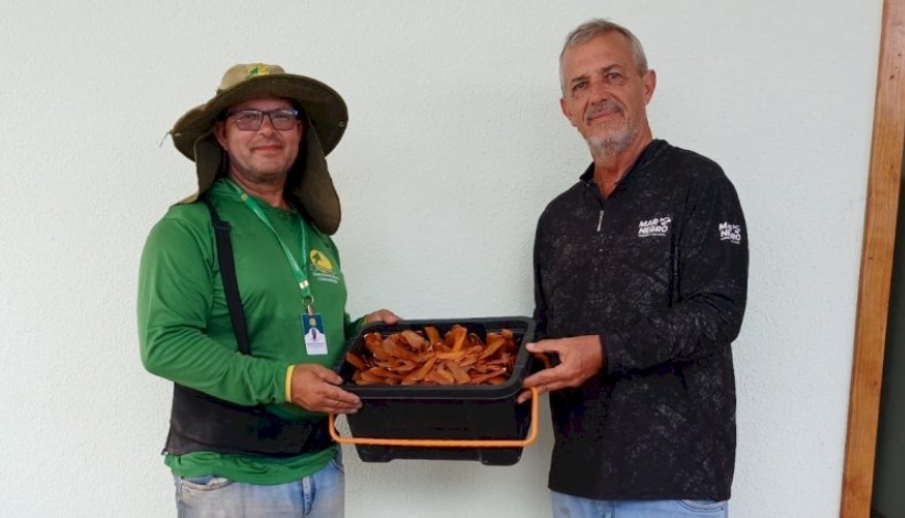 Empresário faz doação de 1.000 sementes de mogno à Coogavepe