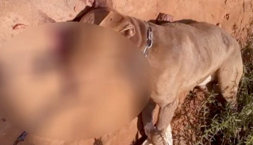 Idosa é atacada por cachorro enquanto entregava leite