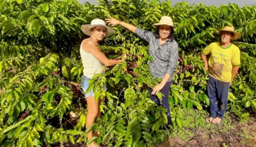 Produtividade de café bate recorde em Nova Santa Helena-MT