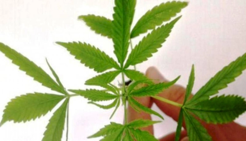 Projeto de lei na AL quer regulamentar uso da maconha em MT